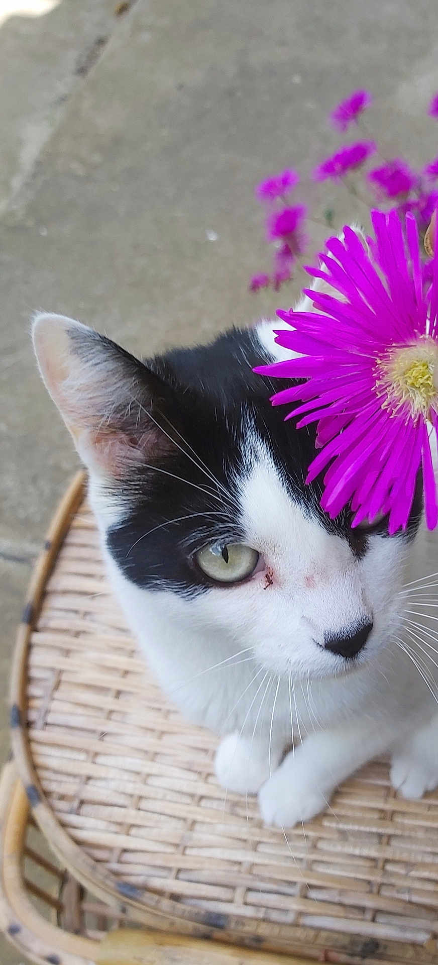 Zou participe au concours pour gagner de l'argent avec cette photo : cat, black_and_white, flower, purple_flower, wicker_chair, outdoor, pet, animal, whiskers, curious, closeup, green_eyes, nature, plant, sitting, feline, cute, domestic_cat, portrait, soft_light