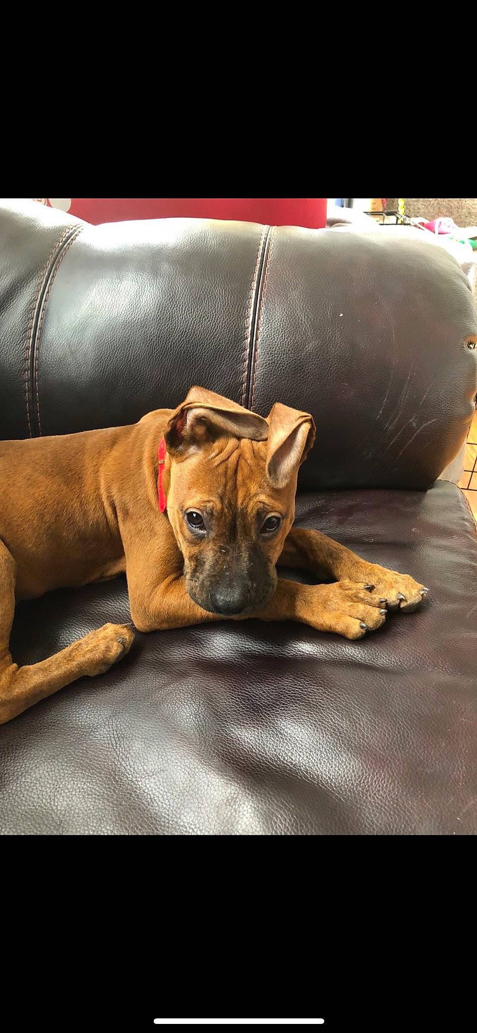 Bryzzo joined the competition — help win amazing prizes! canidae, carnivore, collar, comfort, companion_dog, dog, dog_breed, dog_collar, dog_supply, fawn, guard_dog, linens, liver, nap, snout, sporting_group, terrestrial_animal, toy_dog, whiskers, working_animal