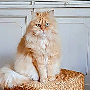 Fidji a rejoint le concours — aidez-le/la à gagner de superbes lots ! cat, ginger_cat, fluffy, long_hair, blue_eyes, pet, feline, sitting, portrait, indoors, woven_basket, furniture, white_chest, door, centered, front_facing, fur, tail, alert, cute