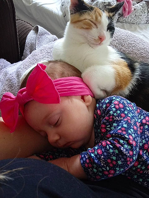 Mylah joined the competition — help win amazing prizes! beauty, carnivore, cat, cheek, child, ear, eye, felidae, fur, headwear, human, kitten, leg, love, nap, nose, person, pink, skin, sleep