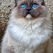Nino participe au concours pour gagner de l'argent avec cette photo : cat, fluffy, blue_eyes, sitting, fur, pet, animal, portrait, close_up, whiskers, cute, feline, indoor, soft, mammal, alert, looking_up, domestic_animal, calm, background