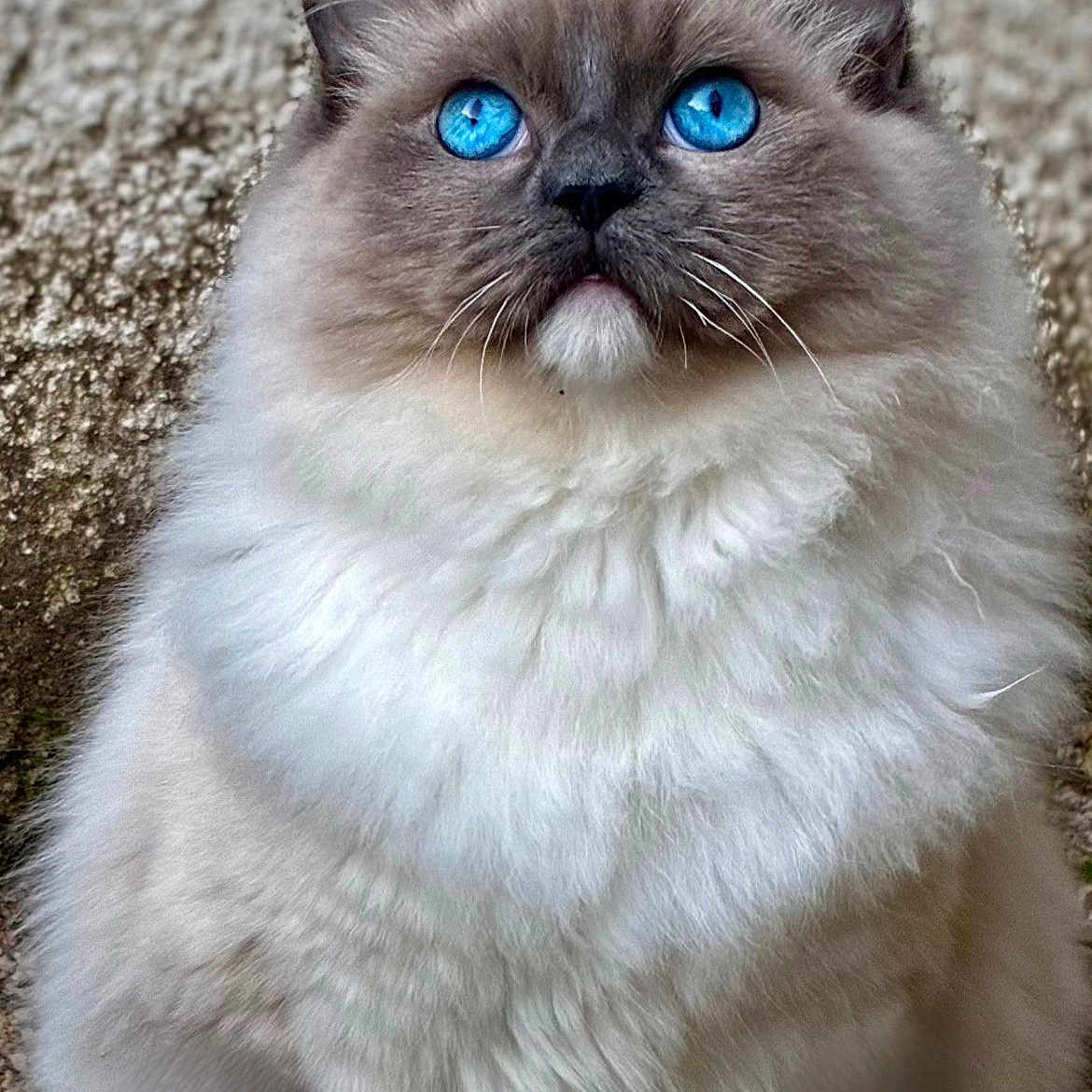 Nino participe au concours pour gagner de l'argent avec cette photo : cat, fluffy, blue_eyes, sitting, fur, pet, animal, portrait, close_up, whiskers, cute, feline, indoor, soft, mammal, alert, looking_up, domestic_animal, calm, background