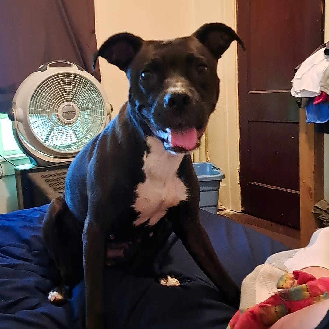 Bailey is registered to the contest to win money with this photo: bed, black_and_white, blanket, canine, clothing, companion, dog, domestic, door, fan, floor, furniture, happy, household, indoor, pet, resting, room, tongue_out, window