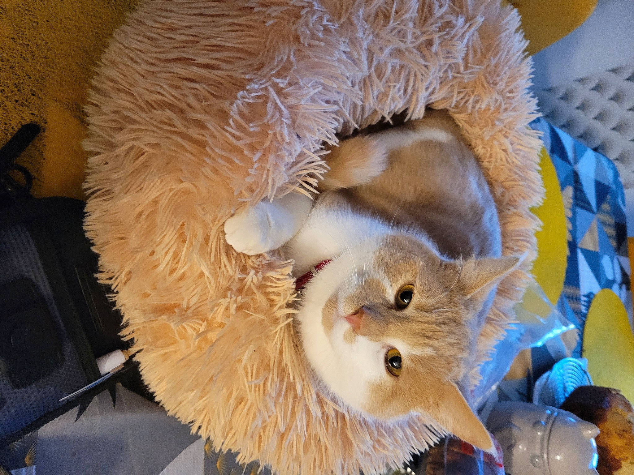 Tommy a rejoint le concours — aidez-le/la à gagner de superbes lots ! canidae, carnivore, cat, cat_supply, claw, comfort_food, domestic_short_haired_cat, fawn, felidae, fur, packing_materials, plush, small_to_medium_sized_cats, snout, stuffed_toy, tail, toy, whiskers