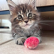 Aqua a rejoint le concours — aidez-le/la à gagner de superbes lots ! kitten, cat, feline, pet, cute, animal, whiskers, fur, playful, toy, indoor, floor, tabby, young, closeup, paws, curious, small, domestic, adorable