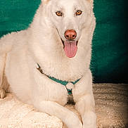 Akela a rejoint le concours — aidez-le/la à gagner de superbes lots ! dog, white_dog, tongue_out, pet, animal, portrait, fluffy, lying_down, blanket, indoor, closeup, canine, friendly, ears_up, looking_at_camera, paw, fur, green_background, cute, animal_portrait