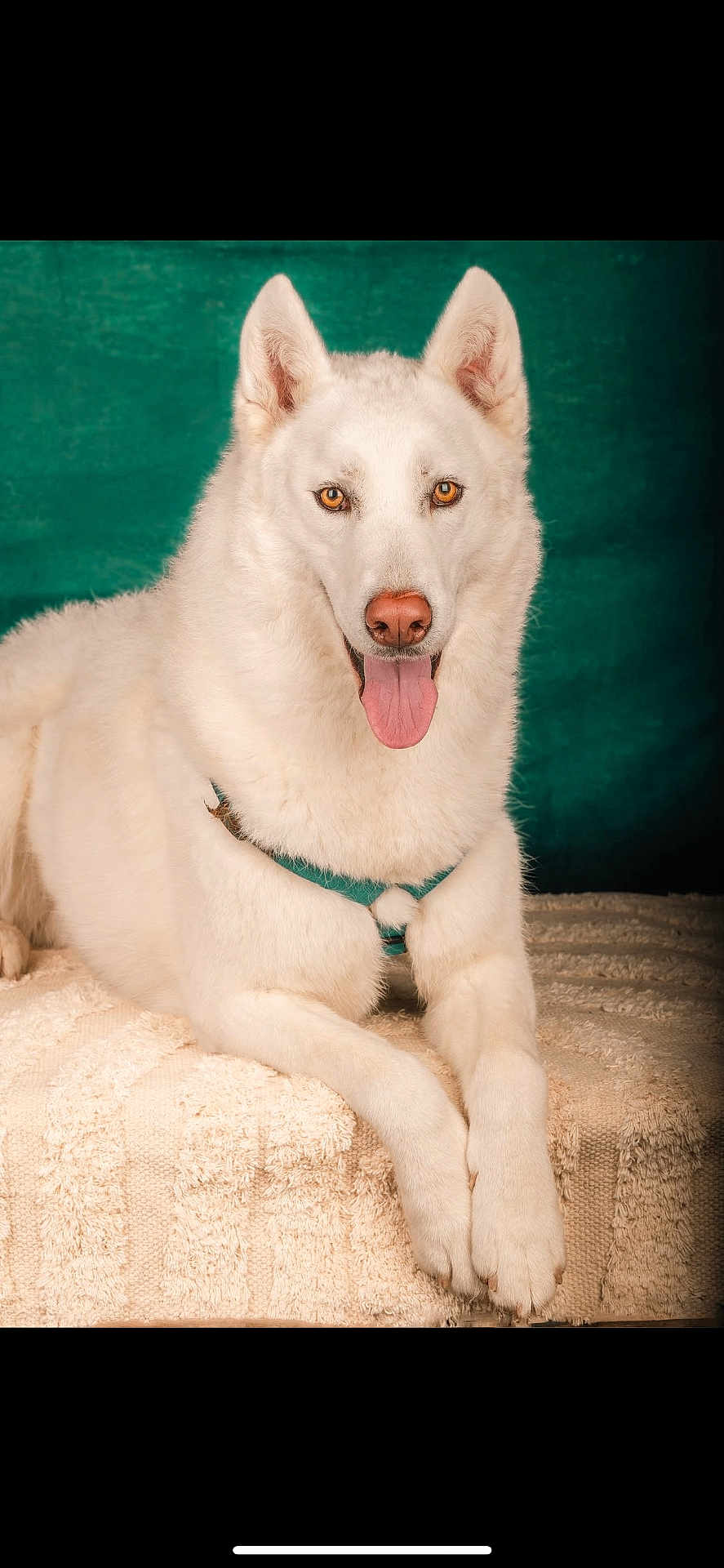 Akela a rejoint le concours — aidez-le/la à gagner de superbes lots ! dog, white_dog, tongue_out, pet, animal, portrait, fluffy, lying_down, blanket, indoor, closeup, canine, friendly, ears_up, looking_at_camera, paw, fur, green_background, cute, animal_portrait