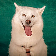 Thaïs a rejoint le concours — aidez-le/la à gagner de superbes lots ! animal, background, canine, close_up, collar, dog, domestic_animal, ears, friendly, fur, green_background, happy, mammal, nose, pet, portrait, smile, studio, tongue_out, white_fur