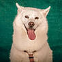 dog, white_fur, tongue_out, happy, pet, canine, portrait, studio, collar, animal, mammal, ears, nose, fur, smile, close_up, friendly, domestic_animal, background, green_background