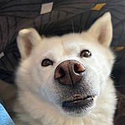 Thaïs participe au concours pour gagner de l'argent avec cette photo : animal, blanket, close_up, cozy, curious, cute, dog, ears, eyes, friendly, fur, indoor, mammal, mouth, nose, pattern, pet, portrait, teeth, white_dog