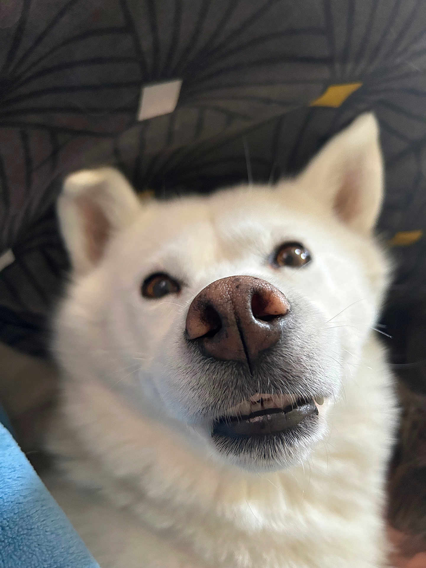 Thaïs