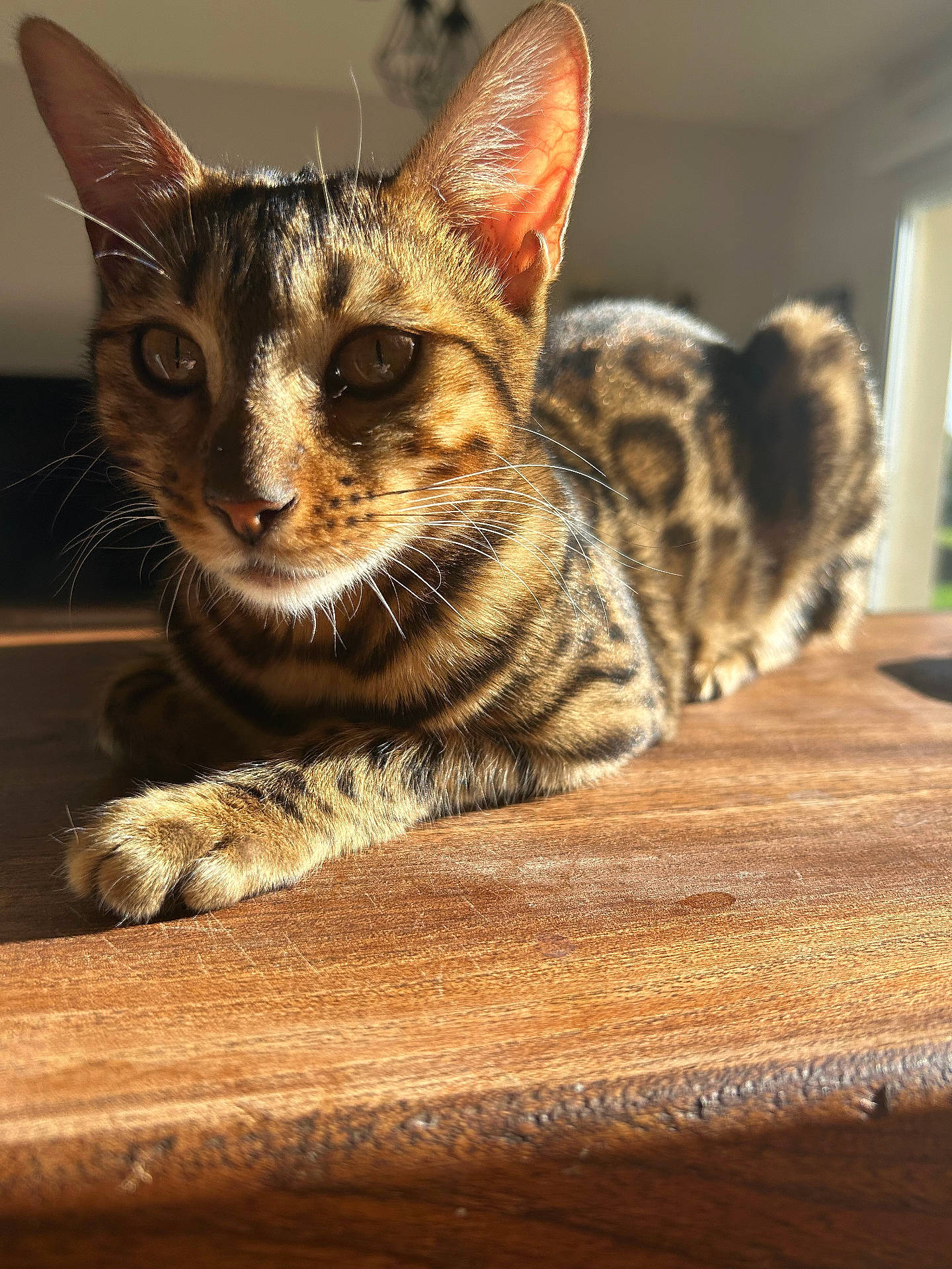 Abby participe au concours pour gagner de l'argent avec cette photo : animal, bengal_cat, cat, close_up, curious, domestic_animal, ears, feline, fur, indoor, mammal, paw, pet, portrait, relaxed, spotted, striped, sunlight, whiskers, wooden_surface