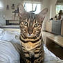 cat, bengal_cat, pet, animal, feline, whiskers, ears, eyes, striped_fur, indoor, bed, blanket, living_room, furniture, mirror, window, home, domestic_animal, close_up, cute