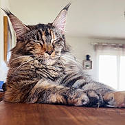 Vaïna participe au concours pour gagner de l'argent avec cette photo : cat, tabby, fluffy, relaxed, indoor, wooden_surface, ears, whiskers, closed_eyes, pet, animal, feline, fur, natural_light, cozy, portrait, cute, sleeping, domestic, calm