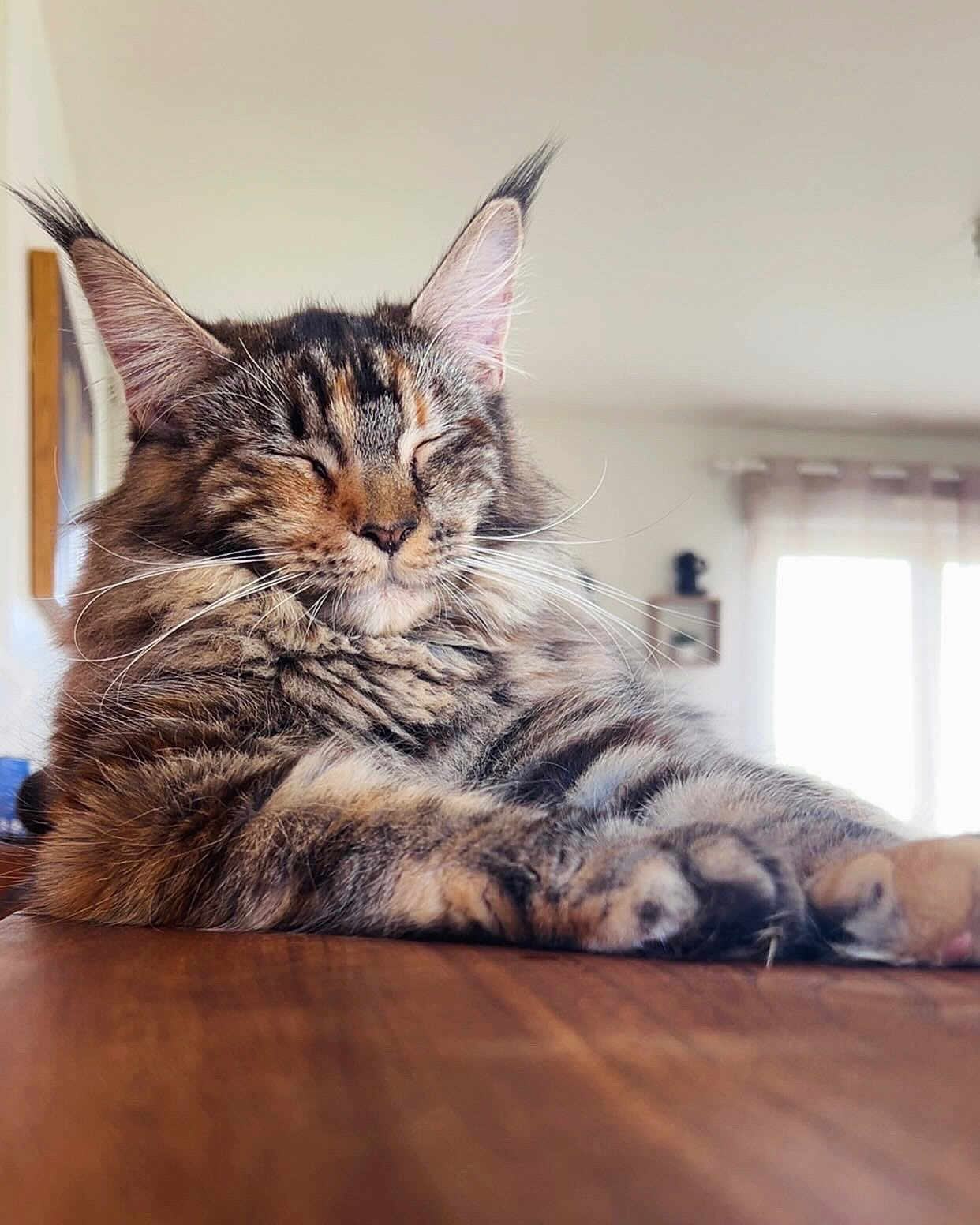 Vaïna participe au concours pour gagner de l'argent avec cette photo : cat, tabby, fluffy, relaxed, indoor, wooden_surface, ears, whiskers, closed_eyes, pet, animal, feline, fur, natural_light, cozy, portrait, cute, sleeping, domestic, calm