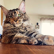 Vaïna a rejoint le concours — aidez-le/la à gagner de superbes lots ! animal, blurred_background, cat, close_up, domestic_cat, ears, feline, fur_pattern, green_eyes, indoor, long_fur, maine_coon, pet, portrait, relaxed, resting, soft_light, tabby, whiskers, wooden_surface