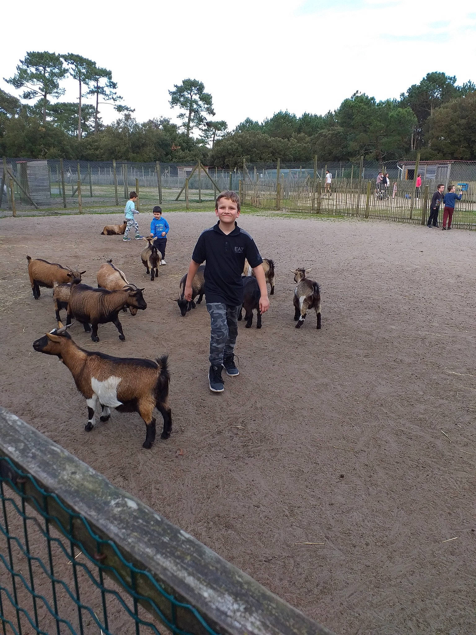 Loukas participe au concours pour gagner de l'argent avec cette photo : canidae, dog_walking, fawn, goat, goats, herd, herding, joy, landscape, person, recreation, zoo