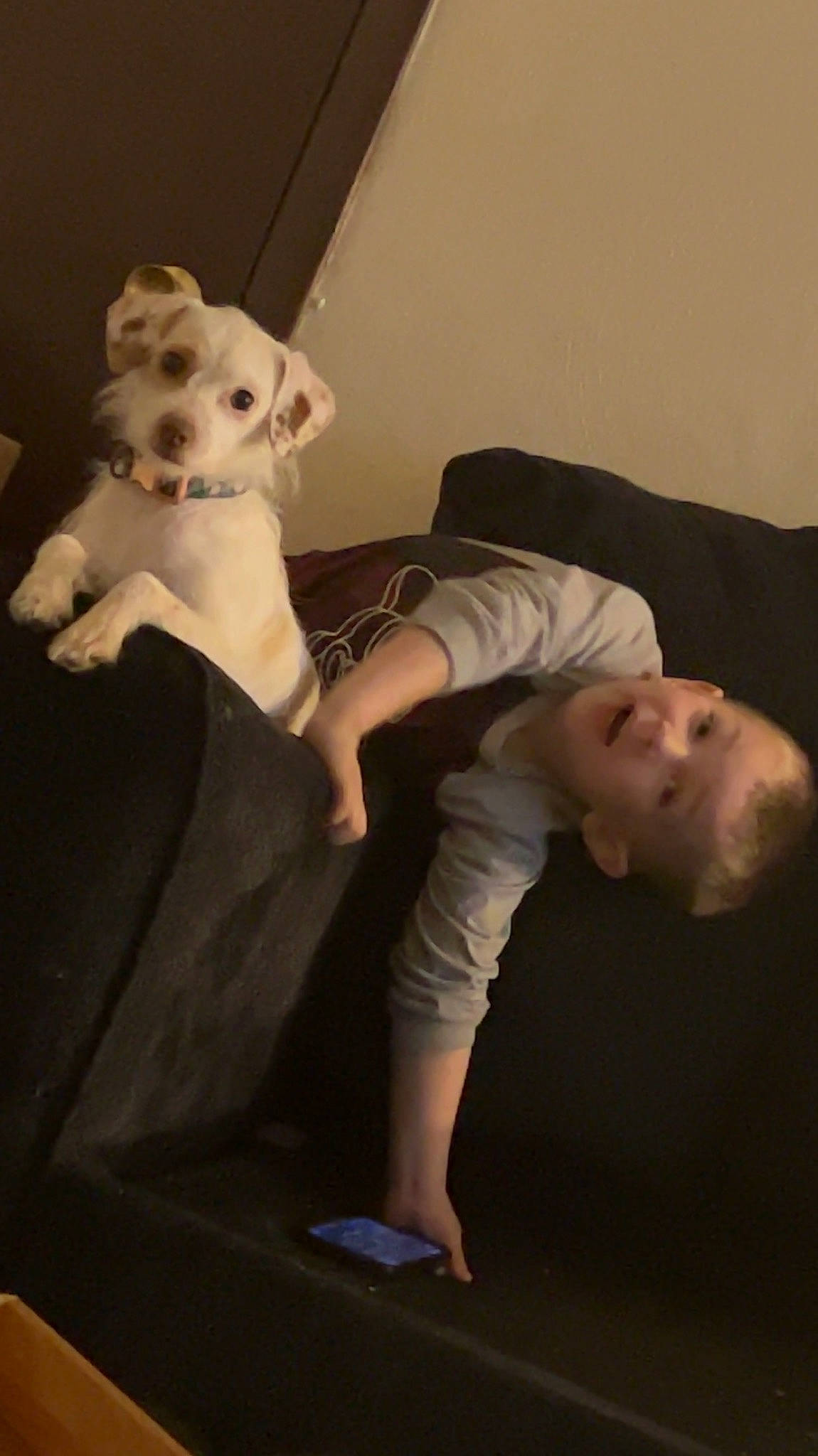 Shane joined the competition — help win amazing prizes! barefoot, carnivore, comfort, companion_dog, darkness, dog, dog_breed, fawn, felidae, flash_photography, foot, gesture, human_leg, knee, person, stuffed_toy, tail, thigh, toy, toy_dog