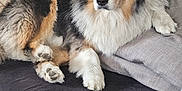 Snow participe au concours pour gagner de l'argent avec cette photo : dog, couch, pillow, blanket, indoor, pet, fur, relaxed, animal, tri_color, furniture, cozy, resting, living_room, domestic, canine, comfort, home, laying, fluffy