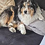 dog, couch, pillow, blanket, indoor, pet, fur, relaxed, animal, tri_color, furniture, cozy, resting, living_room, domestic, canine, comfort, home, laying, fluffy