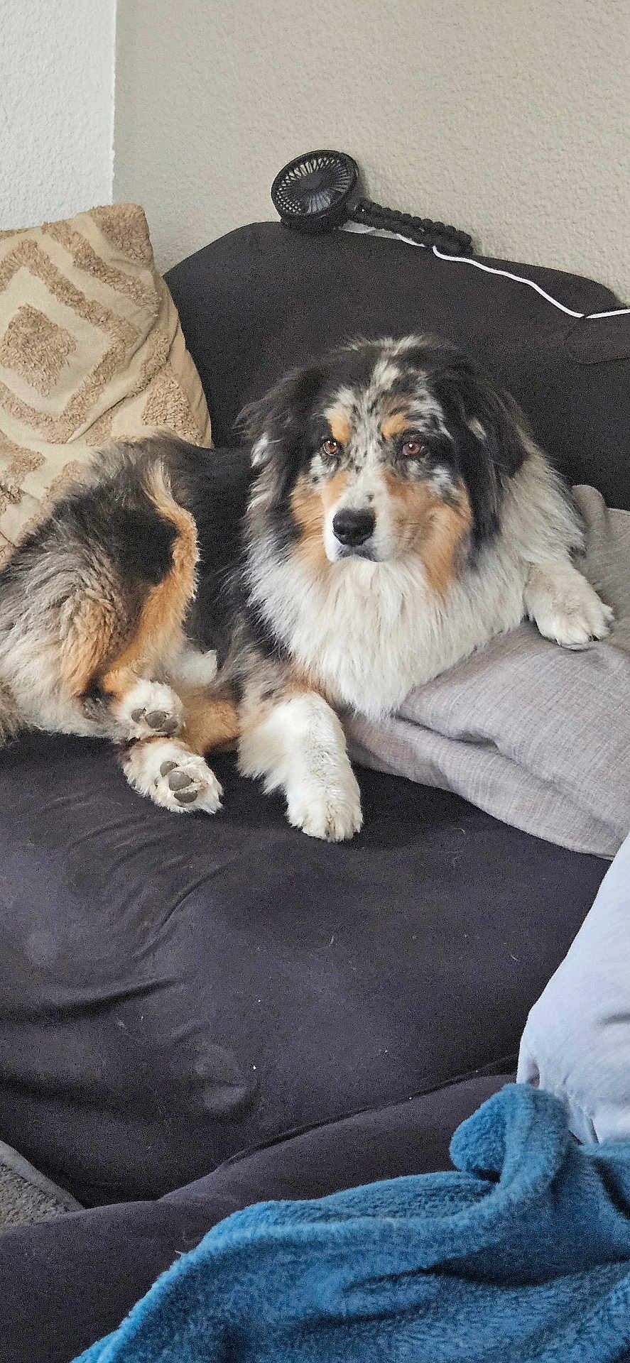 Snow participe au concours pour gagner de l'argent avec cette photo : dog, couch, pillow, blanket, indoor, pet, fur, relaxed, animal, tri_color, furniture, cozy, resting, living_room, domestic, canine, comfort, home, laying, fluffy