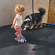 Snow participe au concours pour gagner de l'argent avec cette photo : toddler, child, dog, trampoline, outdoor, play, curly_hair, pink_pants, white_shirt, fluffy_dog, black_and_white, smile, fence, wall, shadow, sock, pet, fun, young_child, active