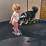 toddler, child, dog, trampoline, outdoor, play, curly_hair, pink_pants, white_shirt, fluffy_dog, black_and_white, smile, fence, wall, shadow, sock, pet, fun, young_child, active