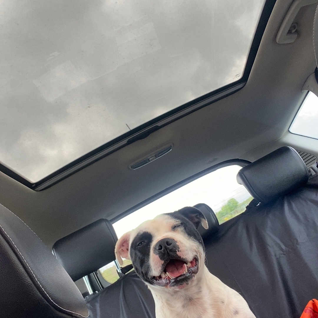 Utawa a rejoint le concours — aidez-le/la à gagner de superbes lots ! animal, backseat, black_and_white, canine, car_interior, cloudy_sky, dog, ears, fur, happy_dog, headrest, leather_seat, pet, road_trip, seat_cover, smiling, sunroof, tongue, travel, window