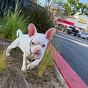Nala is registered to the contest to win money with this photo: puppy, dog, french_bulldog, white_dog, grass, curb, parking_lot, car, outdoor, daylight, building, restaurant, in_n_out, sidewalk, pet, young_dog, nature, small_dog, ears, cute
