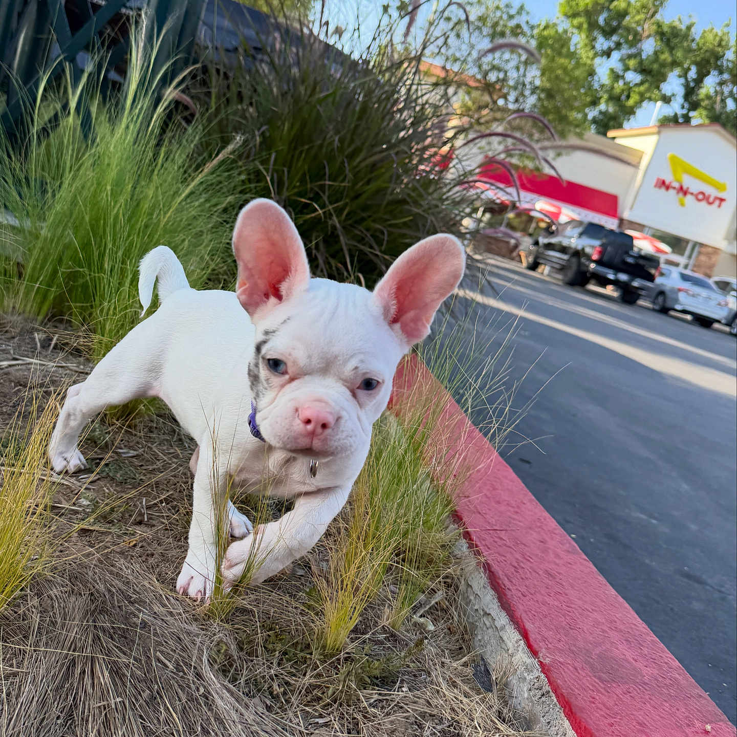 Nala is registered to the contest to win money with this photo: puppy, dog, french_bulldog, white_dog, grass, curb, parking_lot, car, outdoor, daylight, building, restaurant, in_n_out, sidewalk, pet, young_dog, nature, small_dog, ears, cute