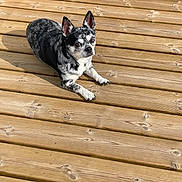 Tyson a rejoint le concours — aidez-le/la à gagner de superbes lots ! dog, pet, black_and_white, wooden_deck, outdoor, sunlight, animal, canine, fur, ears, eyes, paws, lying_down, nature, daylight, domestic_animal, resting, wood, texture, companion