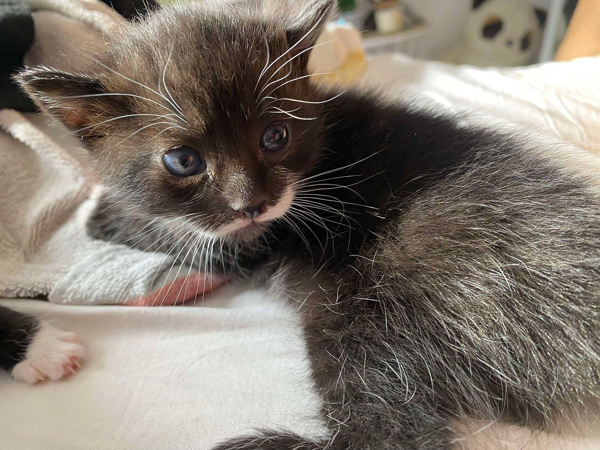 Bella a rejoint le concours — aidez-le/la à gagner de superbes lots ! black_cat, carnivore, cat, cat_supply, claw, comfort, domestic_short_haired_cat, felidae, fur, grey, paw, small_to_medium_sized_cats, snout, tail, whiskers, window