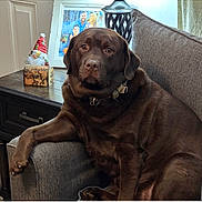 Zeus is registered to the contest to win money with this photo: animal, brown_dog, canine, chair, cozy, decor, dog, furniture, holiday_decor, home, indoor, labrador, lamp, living_room, paw, pet, photo_frame, portrait, relaxed, table