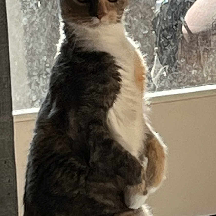 Dora The Explorer