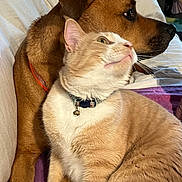 Boots is registered to the contest to win money with this photo: dog, cat, pet, animal, brown_dog, orange_cat, collar, couch, indoor, close_up, furry, domestic_animal, companions, resting, relaxed, side_view, soft_light, furniture, curious, calm