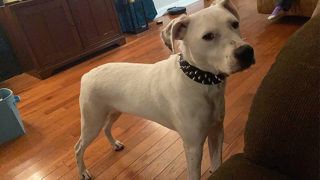 Draco joined the competition — help win amazing prizes! cabinetry, carnivore, chest_of_drawers, collar, companion_dog, cupboard, dog, dog_breed, dog_collar, dog_supply, drawer, fawn, flooring, hardwood, pet_supply, varnish, whiskers, wood, wood_stain, working_animal