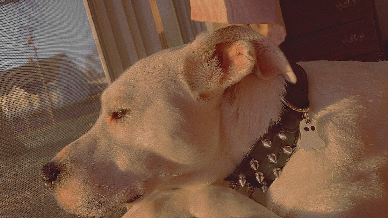 Draco joined the competition — help win amazing prizes! canidae, carnivore, collar, comfort, companion_dog, dog, dog_breed, dog_collar, dog_supply, ear, fawn, fur, jaw, paw, pet_supply, retriever, snout, sporting_group, whiskers, working_animal