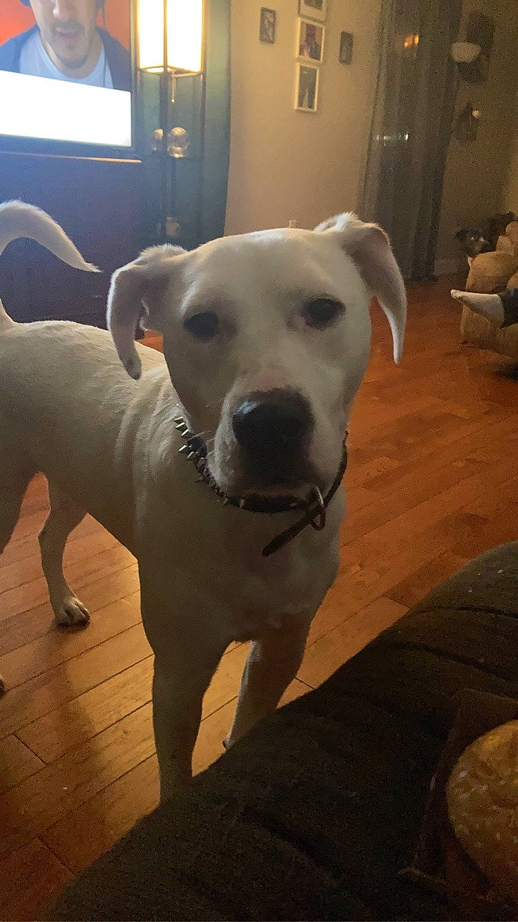 Draco joined the competition — help win amazing prizes! canidae, carnivore, collar, companion_dog, couch, dog, dog_breed, dog_collar, fawn, flooring, guard_dog, hardwood, non_sporting_group, pet_supply, snout, sporting_group, tail, whiskers, wood, working_animal