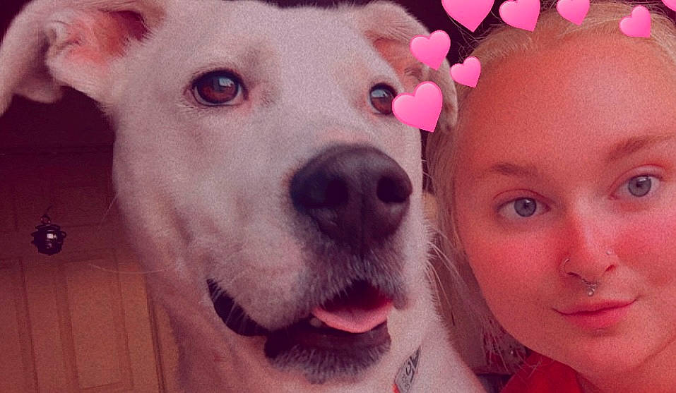 Draco joined the competition — help win amazing prizes! carnivore, companion_dog, dog, dog_breed, ear, eye, eyelash, fawn, happy, head, nose, organ, pink, selfie, skin, smile, snout, sporting_group, whiskers, working_animal