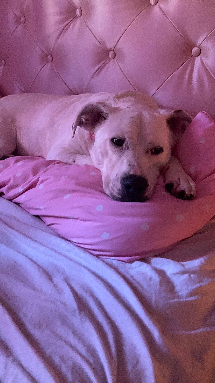 Draco joined the competition — help win amazing prizes! canidae, carnivore, collar, comfort, companion_dog, couch, dog, dog_breed, dog_supply, fawn, guard_dog, linens, paw, pet_supply, snout, sporting_group, terrestrial_animal, toy_dog, whiskers, working_animal