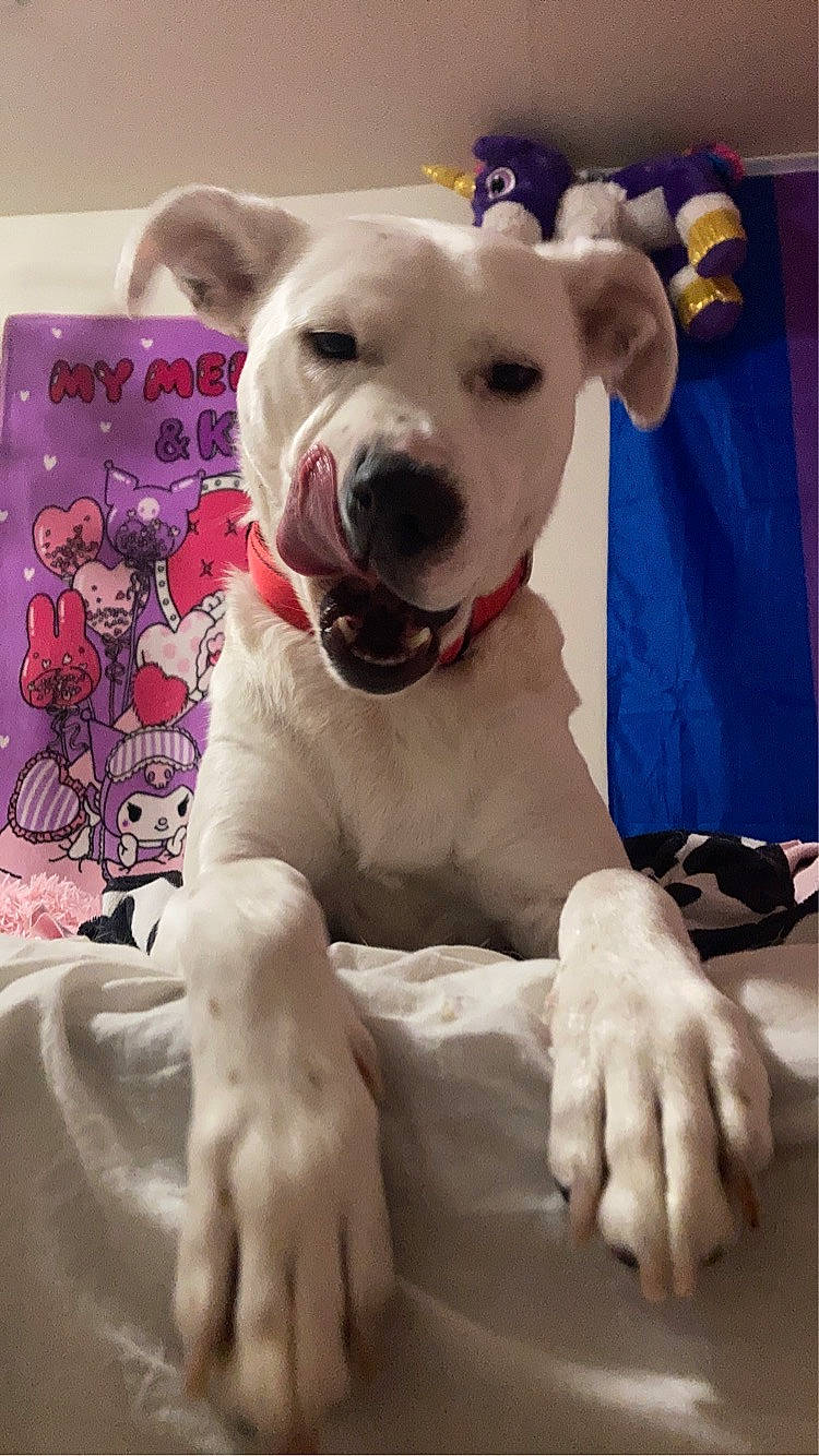 Draco is registered to the contest to win money with this photo: canidae, carnivore, collar, comfort, companion_dog, dog, dog_breed, dog_collar, dog_supply, fawn, foot, fur, paw, pet_supply, pink, snout, sporting_group, terrestrial_animal, whiskers, working_animal