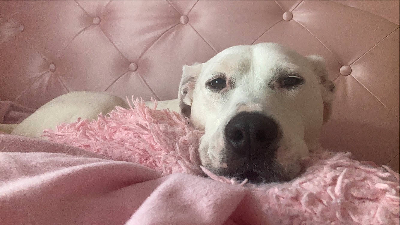 Draco joined the competition — help win amazing prizes! canidae, carnivore, comfort, companion_dog, couch, dog, dog_breed, ear, fawn, fur, guard_dog, monochrome_photography, non_sporting_group, pet_supply, puppy_love, selfie, snout, sporting_group, whiskers, working_animal