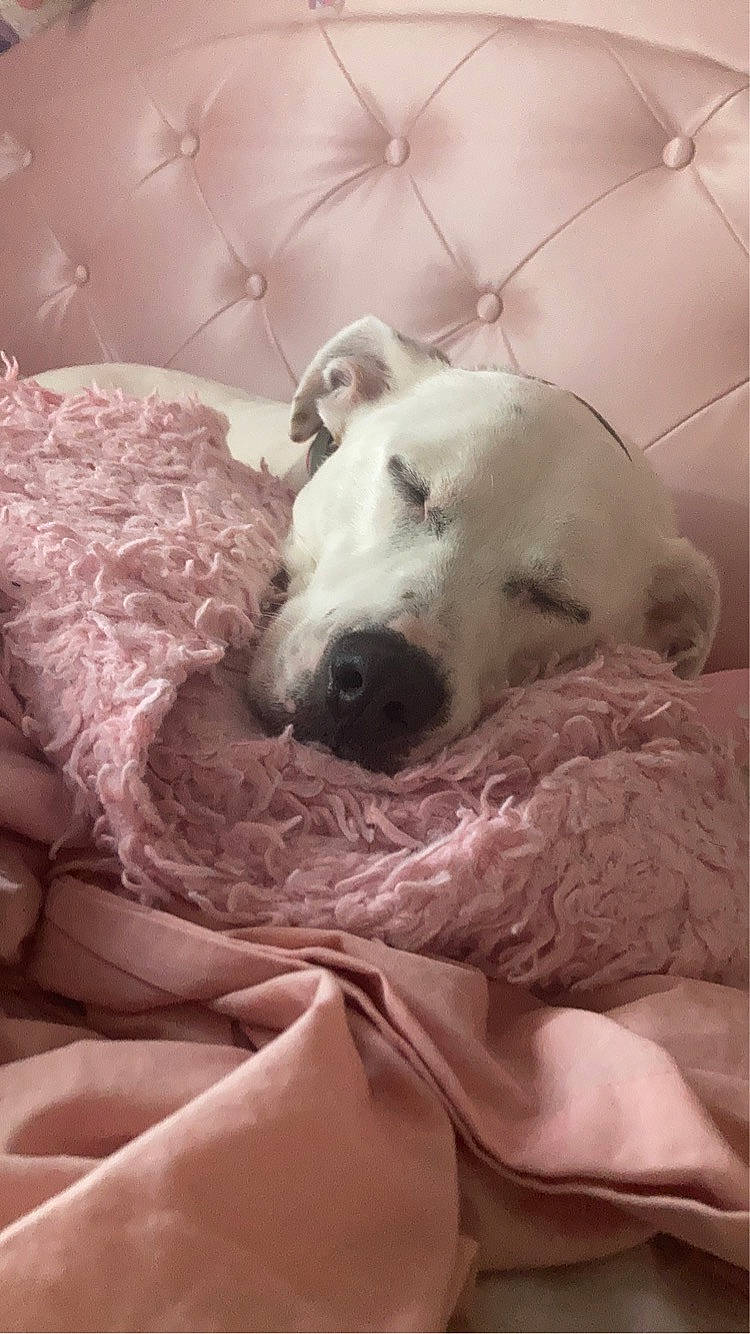 Draco is registered to the contest to win money with this photo: bed, bedding, canidae, carnivore, comfort, companion_dog, couch, dog, dog_breed, fawn, fur, linens, nap, paw, puppy_love, silken_windhound, snout, sporting_group, whiskers, working_animal