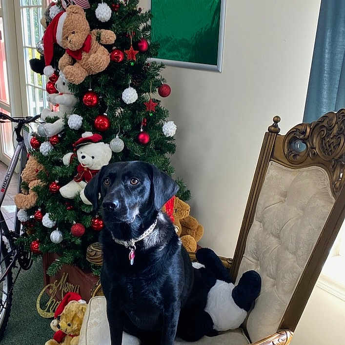 Indie is registered to the contest to win money with this photo: animal, bicycle, canine, cat, chair, christmas, christmasdecorations, christmastree, couch, dog, festival, furniture, labradorretriever, machine, pet, plant, transportation, tree, vehicle, wheel