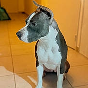 Athéna a rejoint le concours — aidez-le/la à gagner de superbes lots ! dog, pet, indoor, tile_floor, gray_and_white, sitting, ears_up, curious, canine, animal, companion, home, floor_tiles, portrait, mammal, domestic_animal, alert, looking_away, paw, side_view