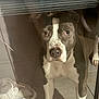 dog, pitbull, glass_door, reflection, indoor, tiled_floor, towel, curious, pet, animal, brown_and_white, looking, ears, snout, legs, domestic, canine, companion, closeup, home