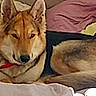 dog, bed, pillow, blanket, indoor, resting, canine, fur, ears, nose, animal, pet, domestic, sleepy, relaxed, comfort, home, laying, brown, red_collar