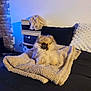 animal, beige, black, blanket, couch, cozy, cute, decor, dog, fluffy, fur, furniture, indoor, living_room, pet, pillow, pomeranian, puppy, relaxing, small
