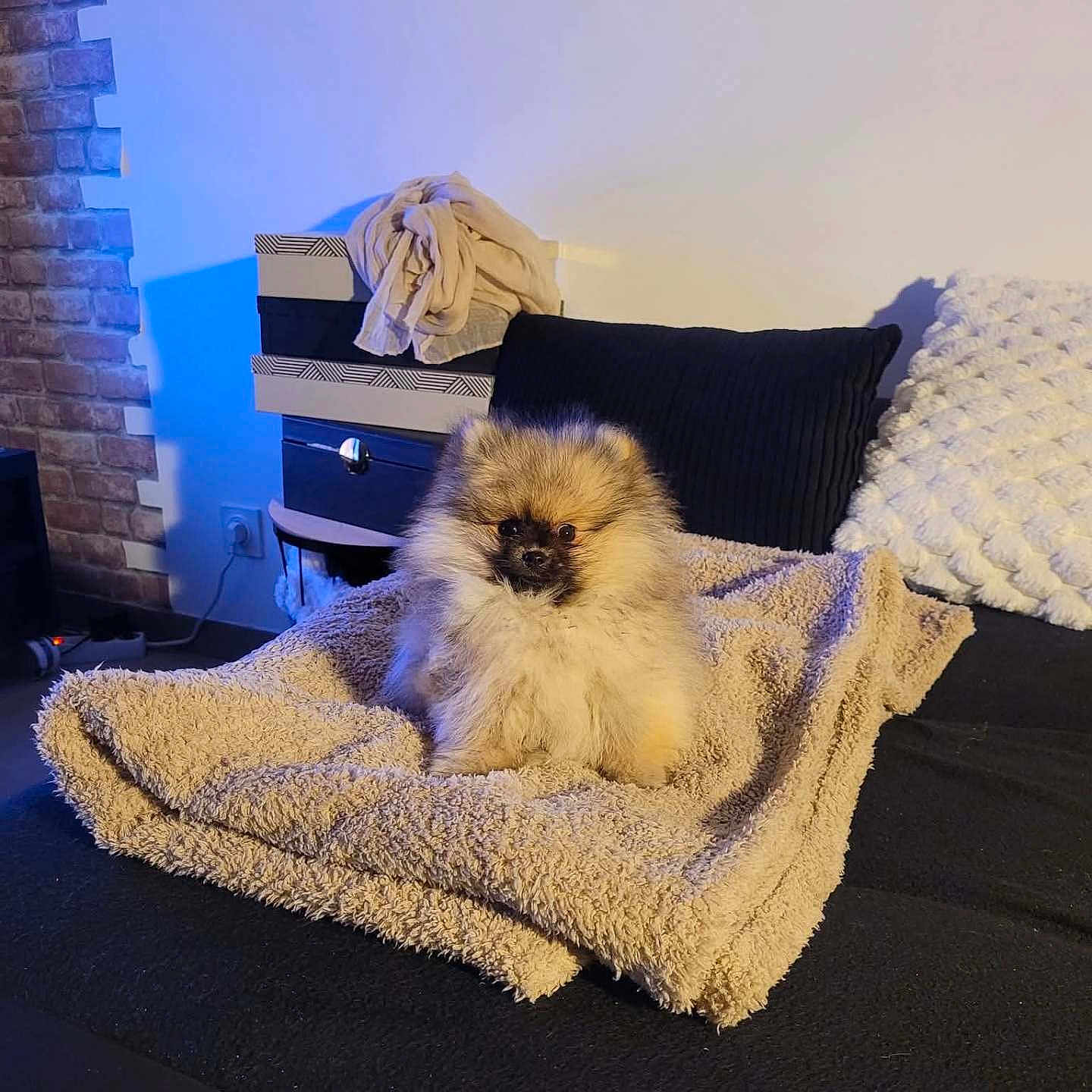 Alba participe au concours pour gagner de l'argent avec cette photo : animal, beige, black, blanket, couch, cozy, cute, decor, dog, fluffy, fur, furniture, indoor, living_room, pet, pillow, pomeranian, puppy, relaxing, small