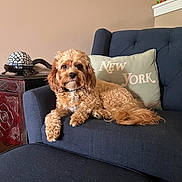 Donnie is registered to the contest to win money with this photo: beige_wall, couch, curly_fur, decorative_lamp, dog, framed_photo, indoor, living_room, navy_blue_furniture, new_york_pillow, paw, pet, pillow, relaxed, side_table, small_dog, sofa, turtle_lamp, upholstery, wooden_table